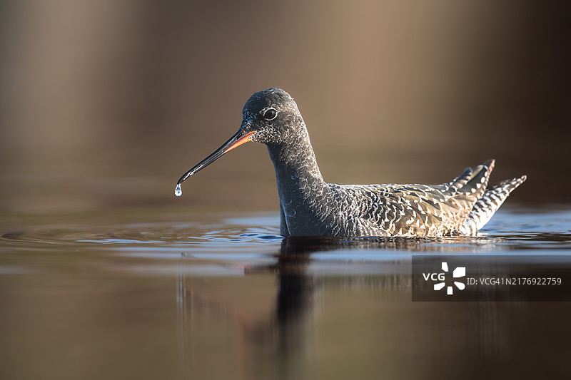 正在水中觅食的斑鹬图片素材