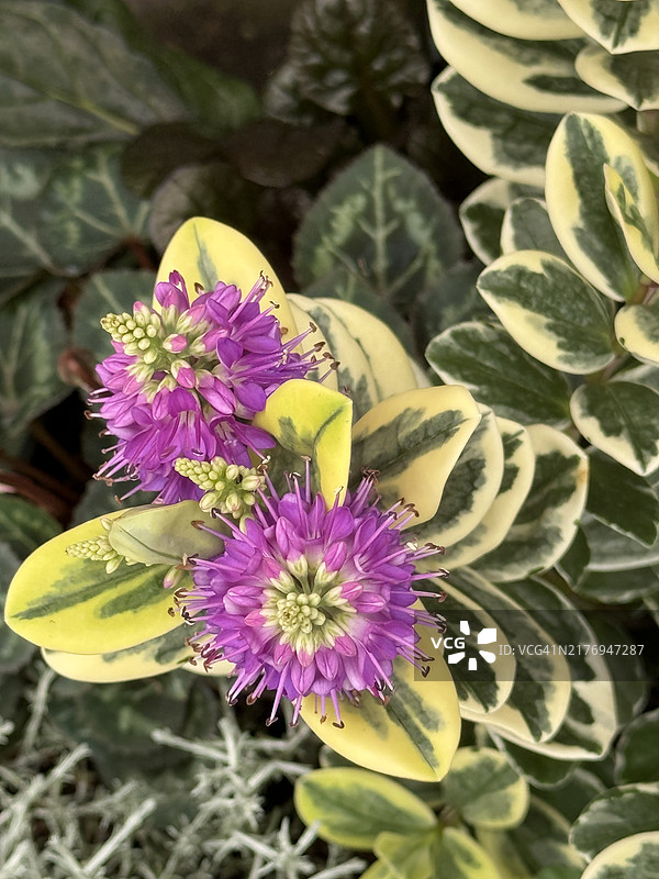 银后海be（法兰西斯卡纳变种）灌木，紫色花朵图片素材