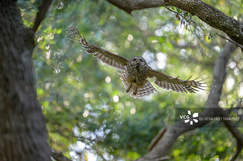 飞行中的横斑林鸮图片素材