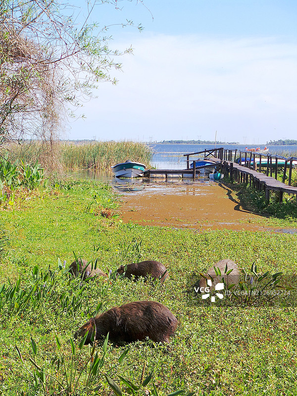 码头边的绿色植物中的水豚图片素材