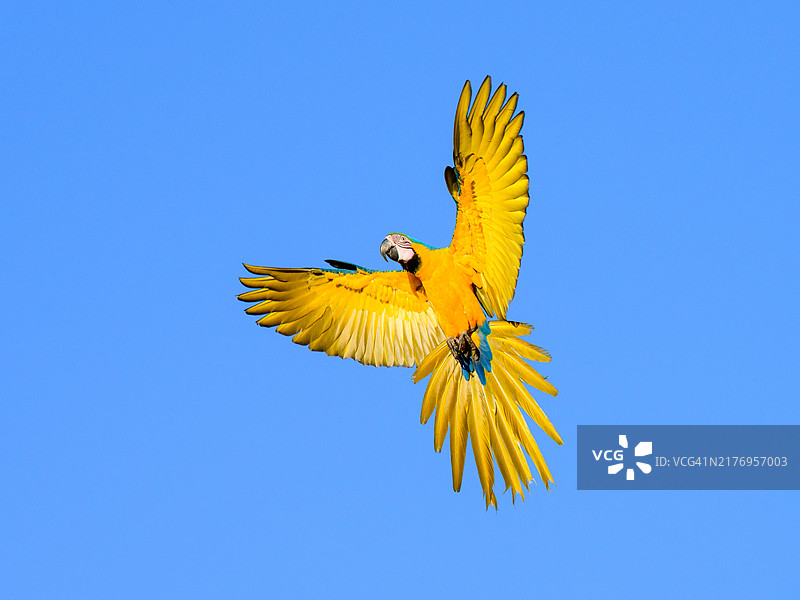 空中的蓝黄色金刚鹦鹉图片素材