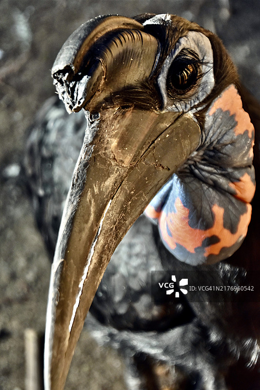 北方地犀鸟图片素材