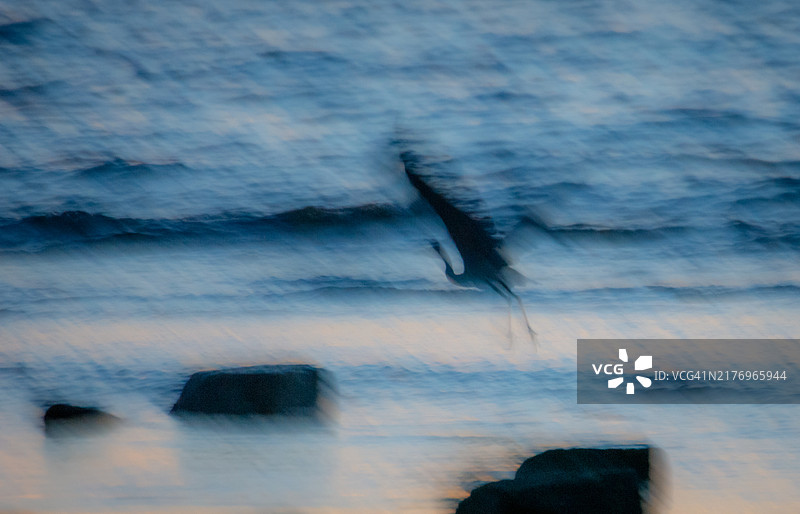 在水边起飞的苍鹭散景图像图片素材