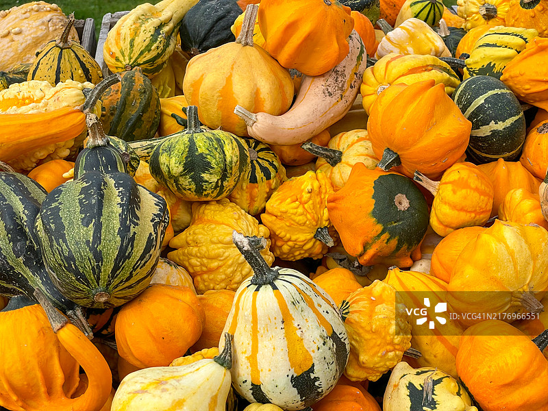 展出的观赏葫芦图片素材