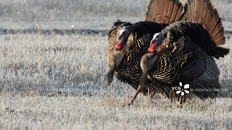 两只竖起尾羽一同行走的野生雄火鸡图片素材