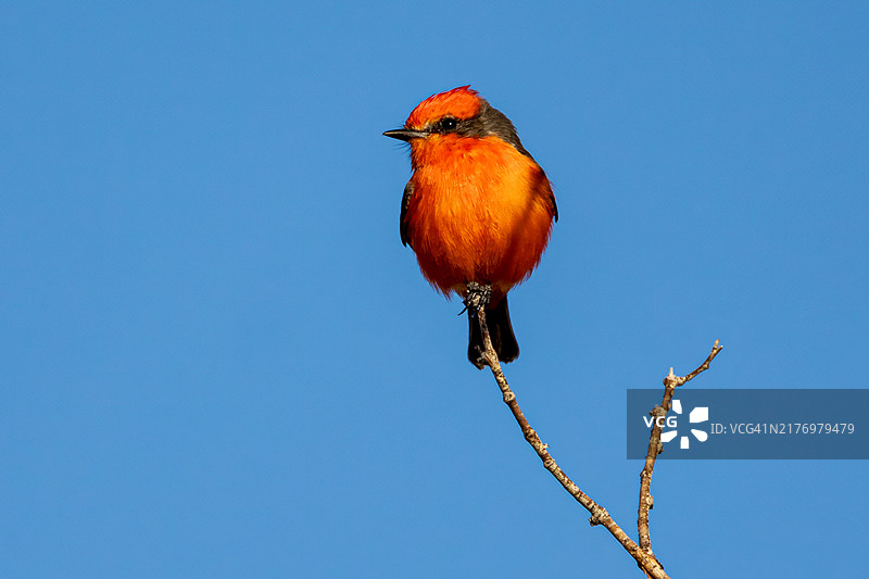 朱红姬鹟肖像图片素材
