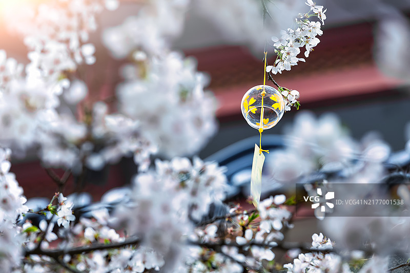 白色樱花图片素材