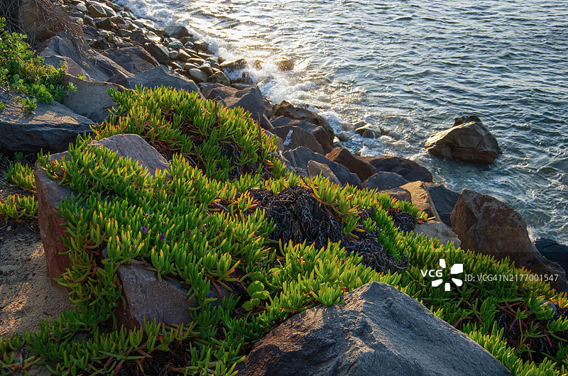在澳大利亚纽卡斯尔防波堤生长的猪面（Carpobrotus属）植物图片素材