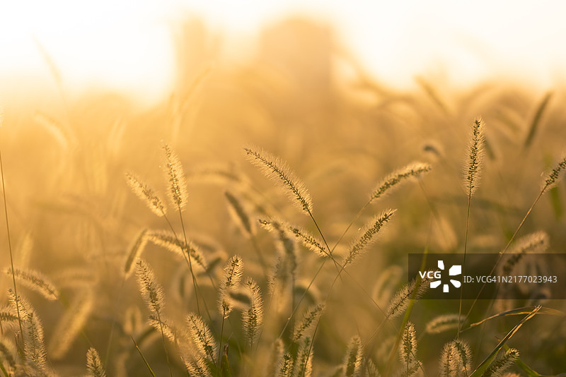 公园日落时分的杂草图片素材