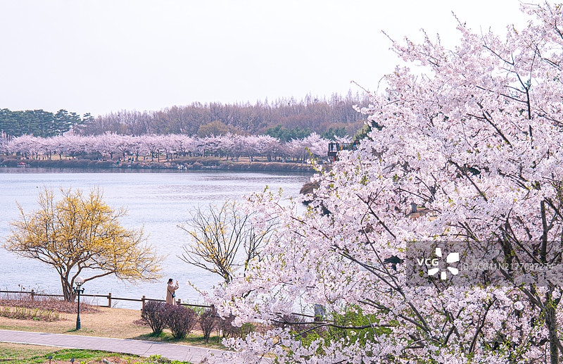 早春的樱花图片素材