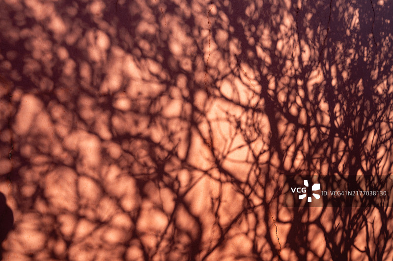 中国传统建筑红墙上的树影图片素材