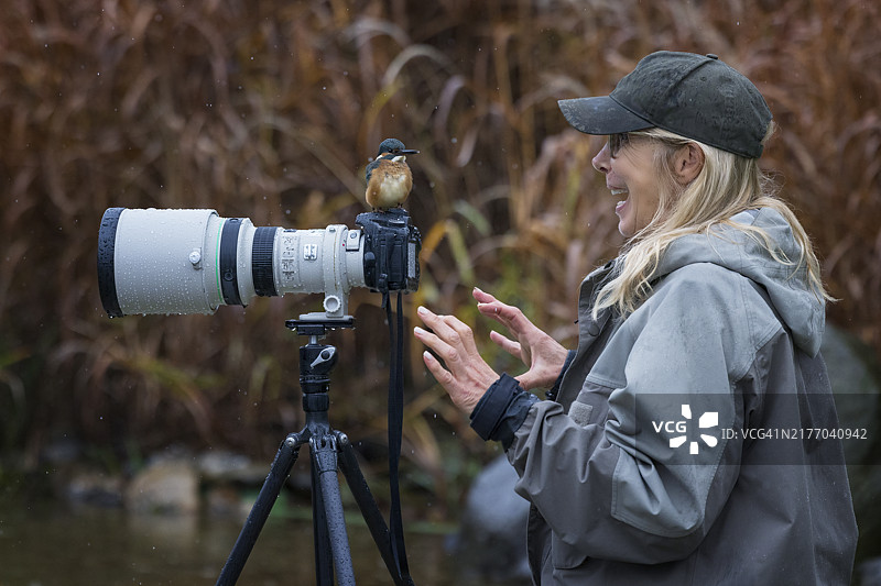 摄影师被长焦镜头上的翠鸟吓到图片素材