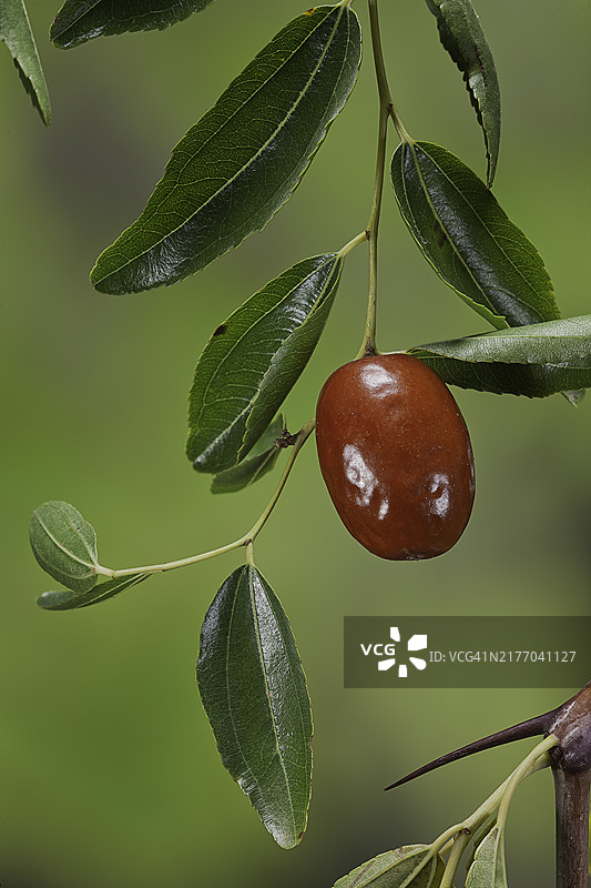 枣（红枣）图片素材