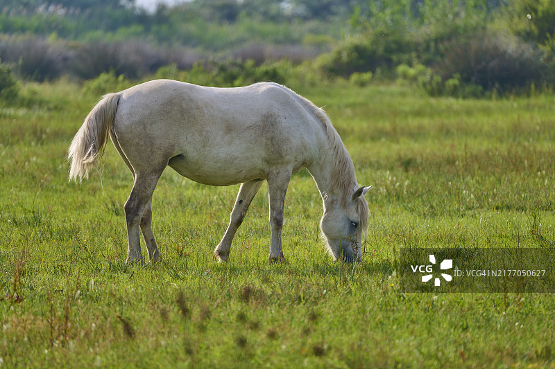 法国卡马格的白色骏马图片素材