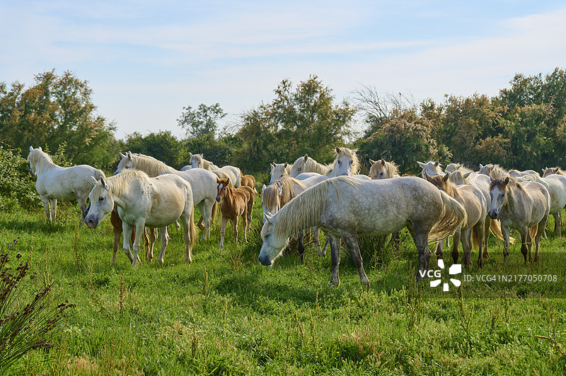 夏季，法国卡马格，在绿色牧场上平静吃草的一群白色卡马格马图片素材