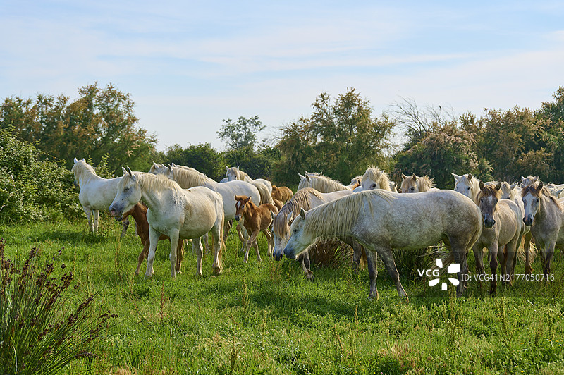 夏季，法国卡马格，在绿色牧场上平静吃草的一群白色卡马格马图片素材