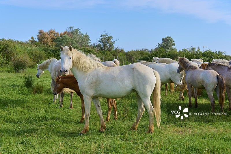 夏季，法国卡马格，在绿色牧场上平静吃草的一群白色卡马格马图片素材