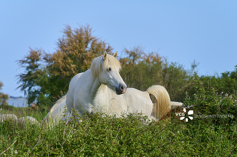 白色卡马格马站在法国卡马格的绿色风景中图片素材