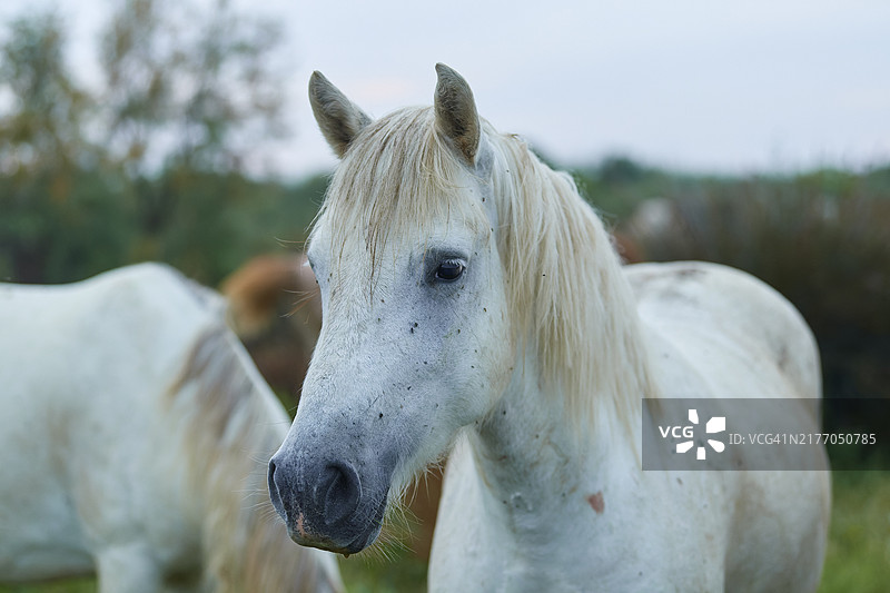 白色卡马格马，狂野的鬃毛，特写，夏季，卡马格，法国，欧洲图片素材