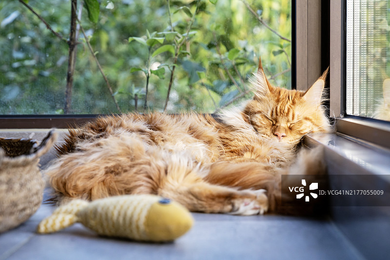 美丽的缅因猫睡在灰色地板上图片素材