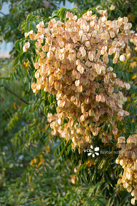 秋季公园里粉色栾树的种子图片素材