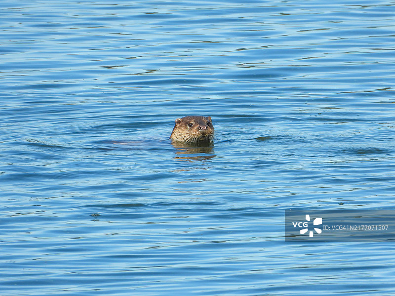 水獭图片素材