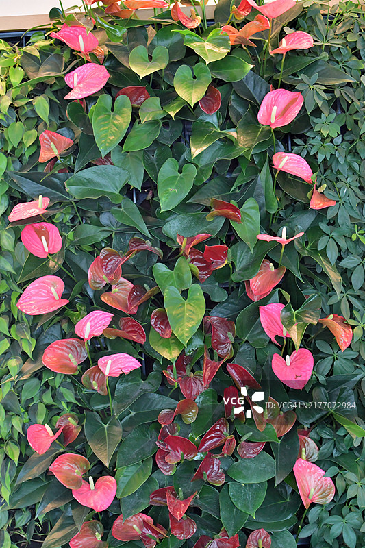 红掌：色彩鲜艳的苞片与观赏性深绿色叶子图片素材