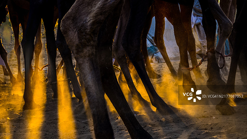 普什卡骆驼节图片素材