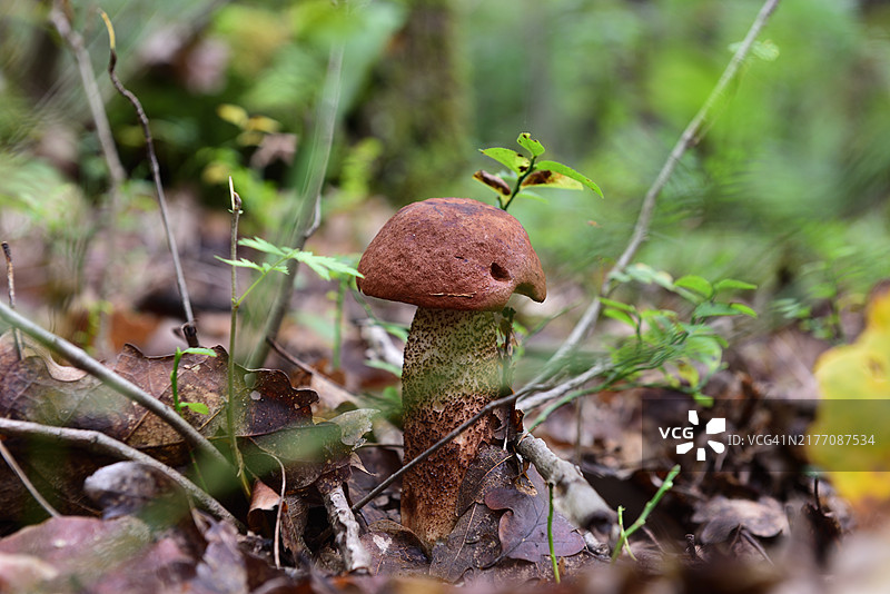 松树鳞柄菇图片素材