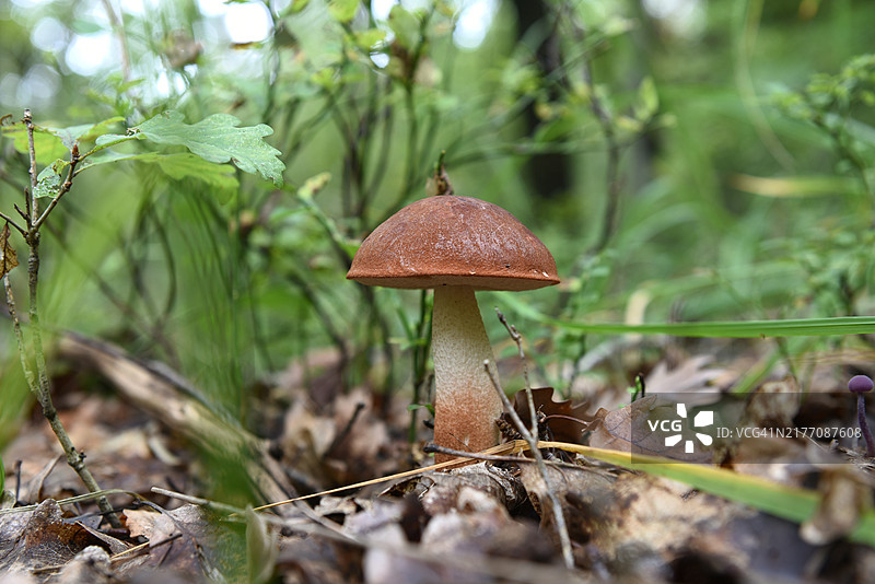 松树鳞柄菇图片素材