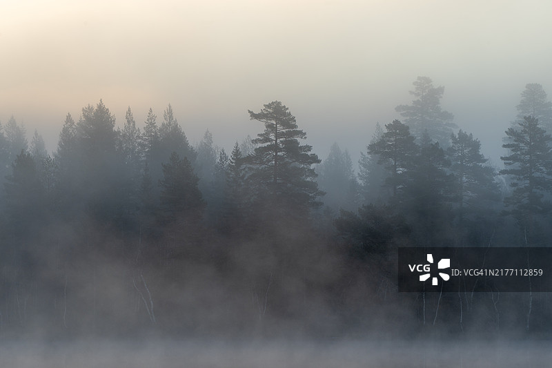 笼罩在晨雾中的树木图片素材