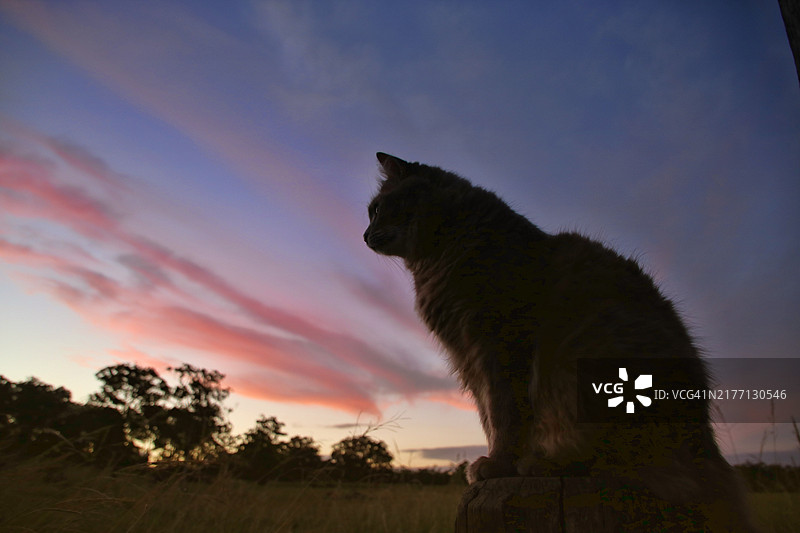 日落时分的猫咪剪影图片素材