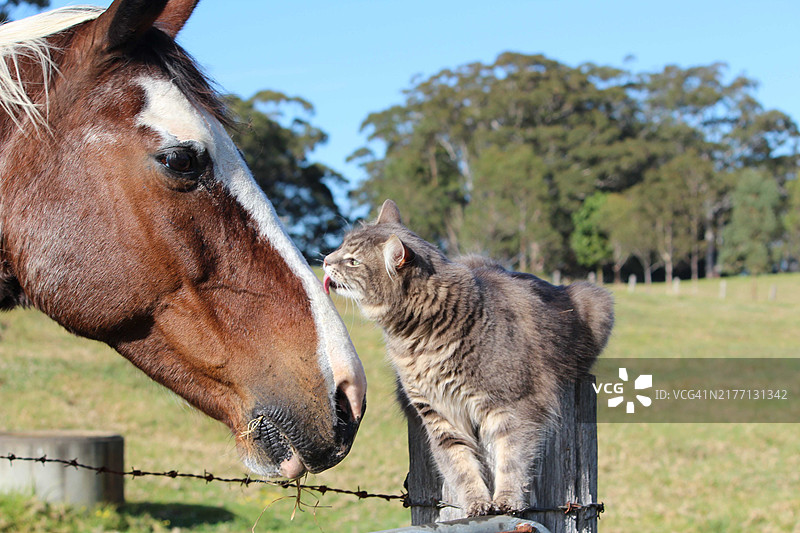 坐在篱笆柱上舔马脸的猫咪图片素材