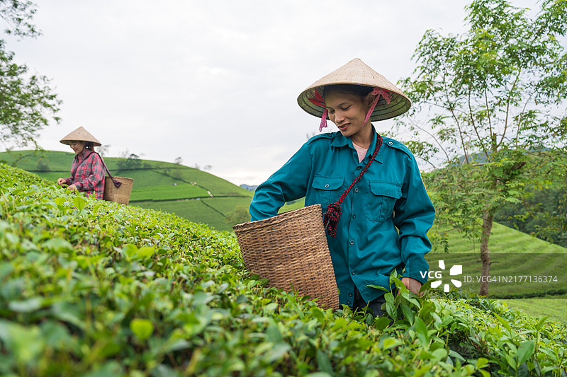 越南隆古茶园采摘茶叶的工人图片素材