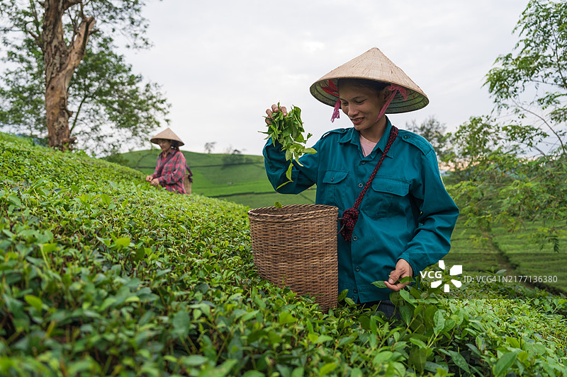 越南隆古茶园采摘茶叶的工人图片素材