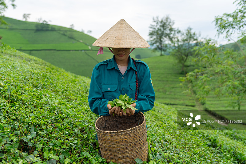 在越南隆谷茶园采摘新鲜茶叶的越南工人图片素材
