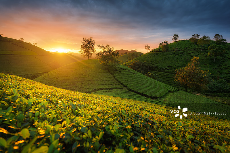 越南富寿省龙 cốc 茶园的秀丽风光图片素材