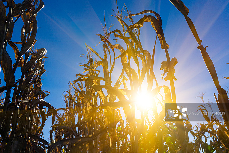 阳光照耀着等待收割的金色玉米图片素材