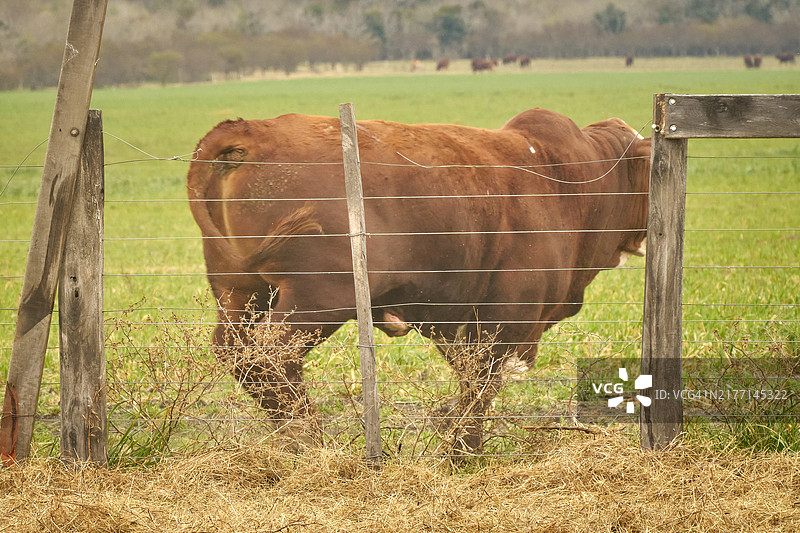 逃离畜栏的布拉福德牛图片素材