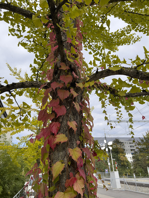 秋季波士顿的常春藤和银杏树图片素材