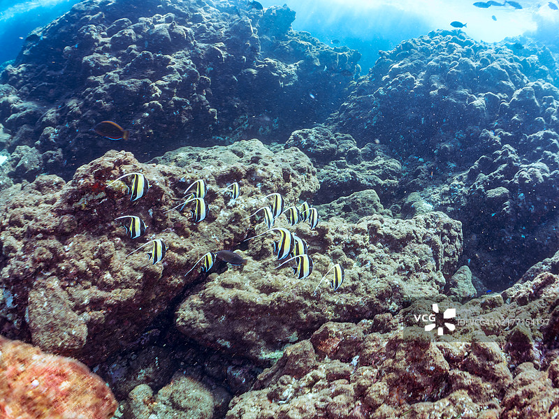 弘之滩海域的马夫鱼群图片素材