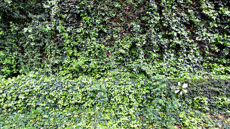 英国伦敦覆盖着常春藤的墙壁特写图片素材