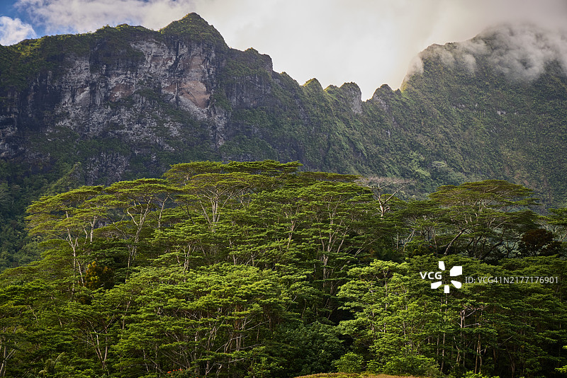 莫雷阿岛山坡上的速生树木：轻木图片素材