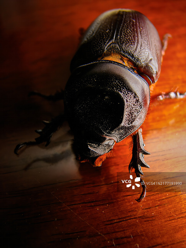 椰子犀金龟图片素材
