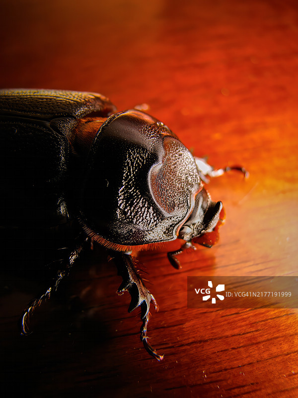 椰子犀金龟图片素材