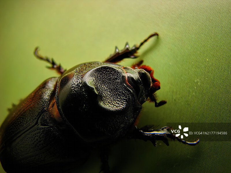 椰子犀金龟，静立于柔和的绿色背景前图片素材