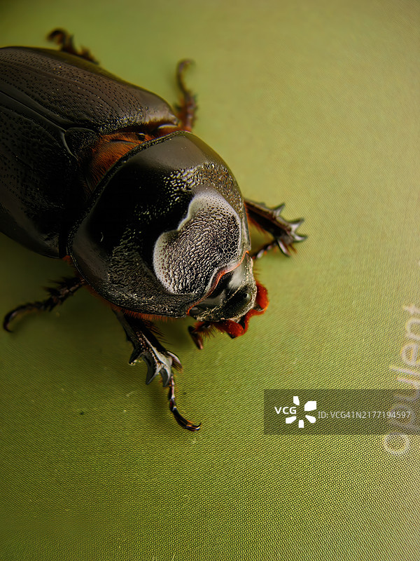 椰子犀金龟，静立于柔和的绿色背景前图片素材