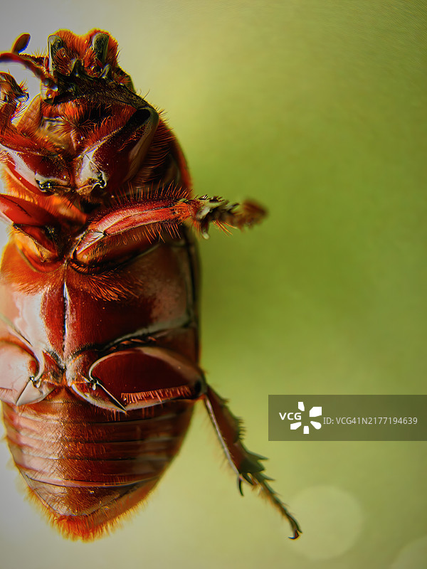 仰卧在柔软绿色背景上的椰子犀金龟图片素材