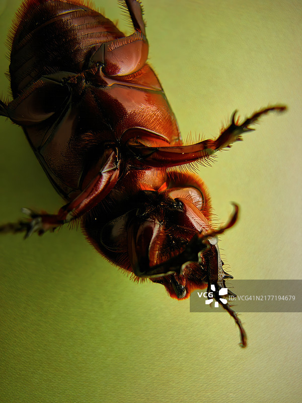 仰卧在柔软绿色背景上的椰子犀金龟图片素材