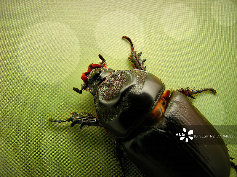 椰子犀金龟，静立于柔和的绿色背景前图片素材